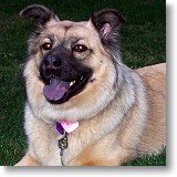 Sheba after 4 weeks of using Canine Motion